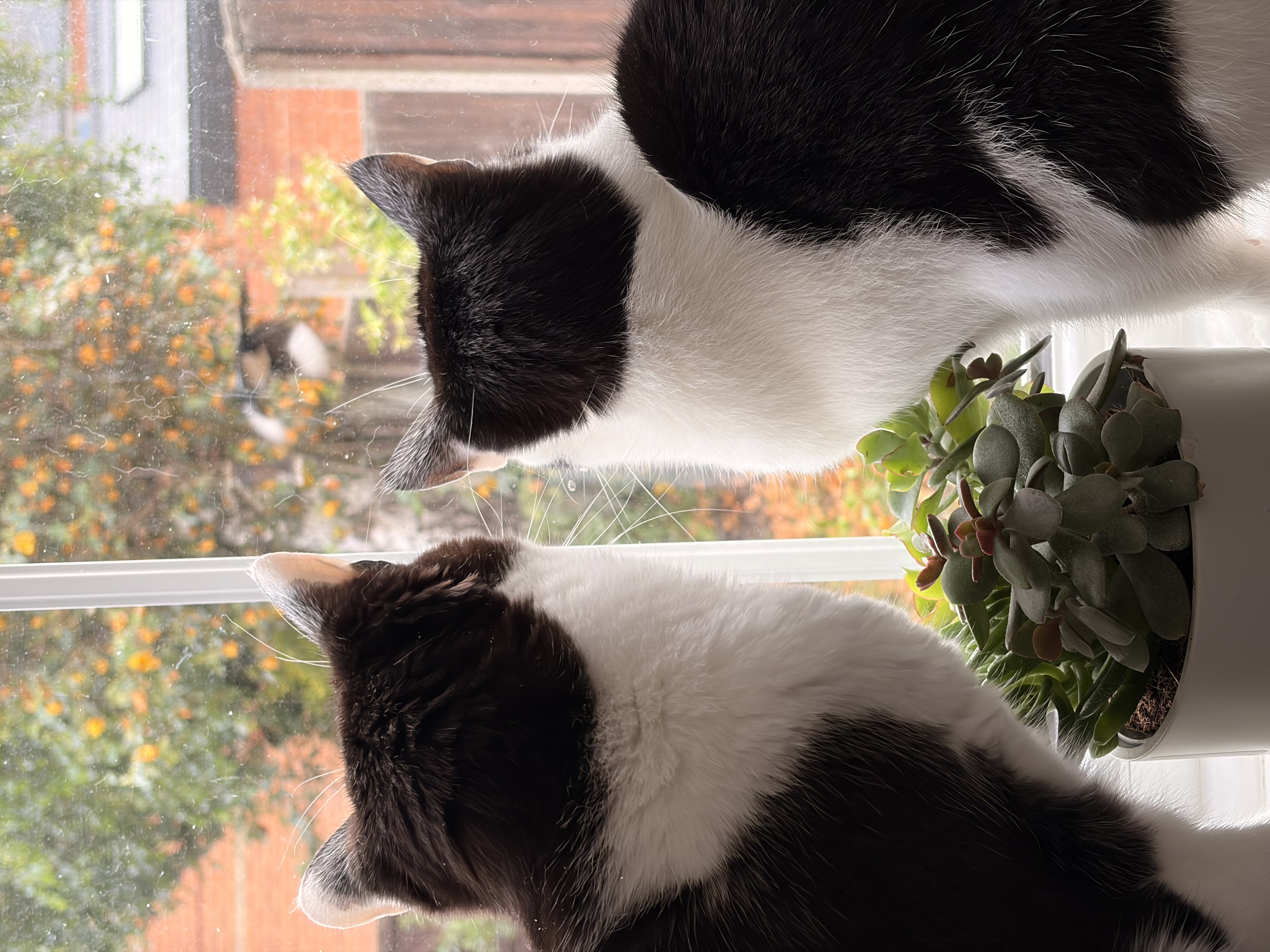 Two black-and-white cats watching the garden